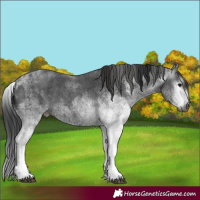 Horse Color:Gray White Spotted Black  and Gray White Spotted Black 