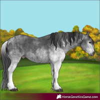 Horse Color:Gray White Spotted Black and Gray White Spotted Black