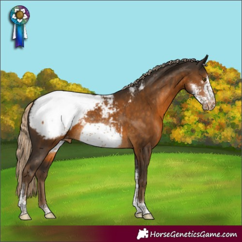Horse Color:Chocolate Palomino Sabino Frame Appaloosa Rabicano 