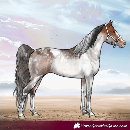 Horse Color:White Spotted Bay Rabicano 