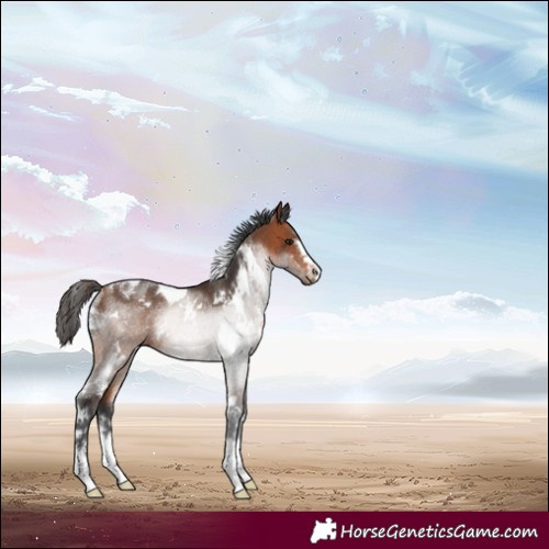 Horse Color:White Spotted Bay Rabicano 