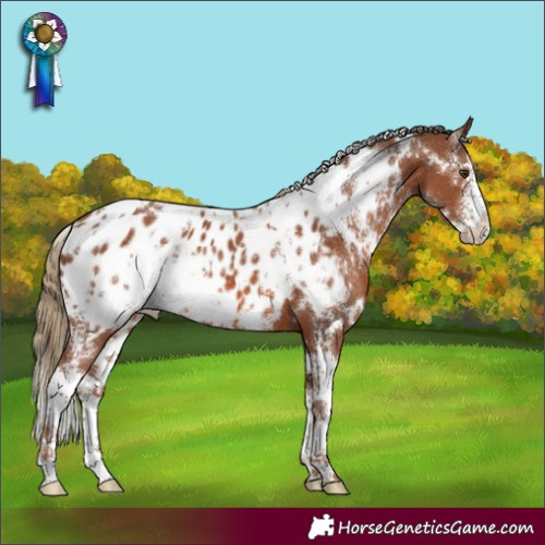 Horse Color:White Spotted Chestnut Sabino Appaloosa