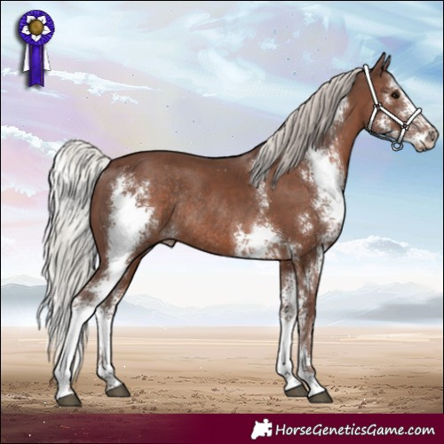 Horse Color:Silver Black Sabino Rabicano