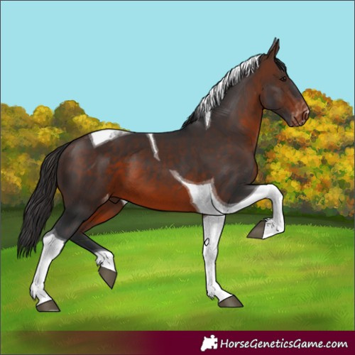 Horse Color:Brown Tobiano Appaloosa 