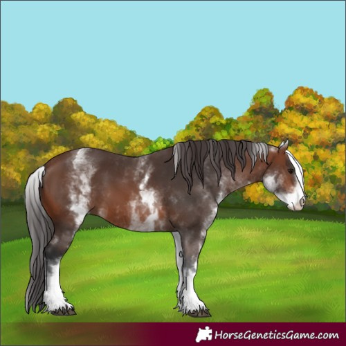 Horse Color:White Spotted Brown 