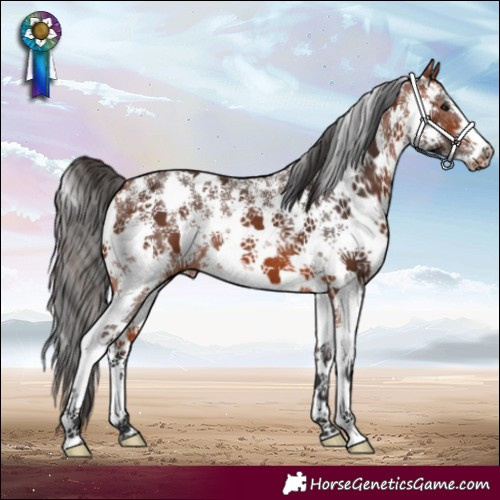 Horse Color:Bay Sabino 
