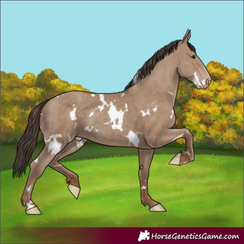 Horse Color:White Spotted Classic Champagne Rabicano