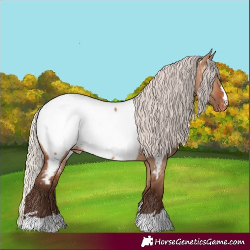 Horse Color:Silver Brown Dun Appaloosa