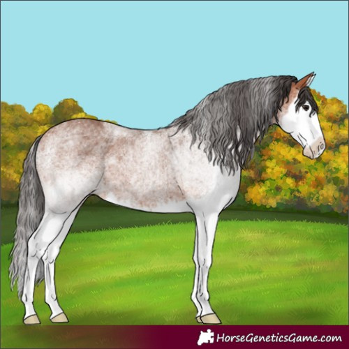 Horse Color:White Spotted Bay Splash