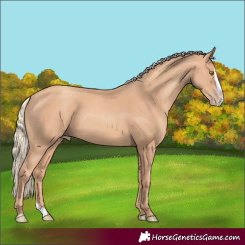 Horse Color:Gold Champagne Splash