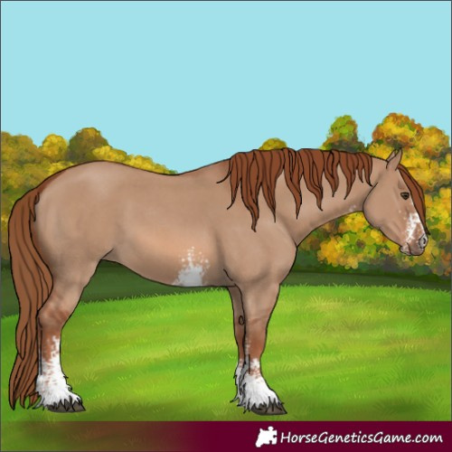 Horse Color:Red Dun Sabino