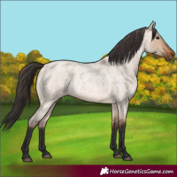 Horse Color:Bay Roan Dun