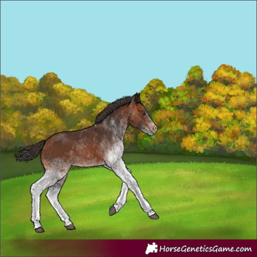 Horse Color:White Spotted Bay