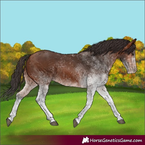 Horse Color:White Spotted Bay 