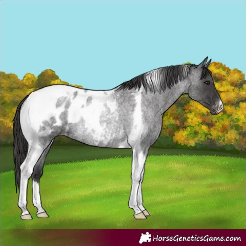 Horse Color:Smoky Blue Roan Tobiano Appaloosa Rabicano 