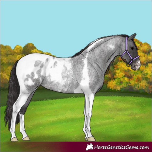 Horse Color:Smoky Blue Roan Tobiano Blanket Rabicano