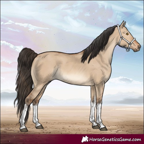 Horse Color:White Spotted Bay Dun Rabicano