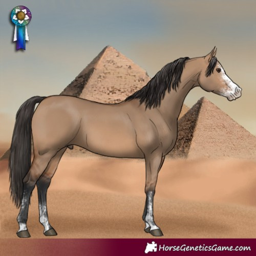 Horse Color:Bay Dun Sabino