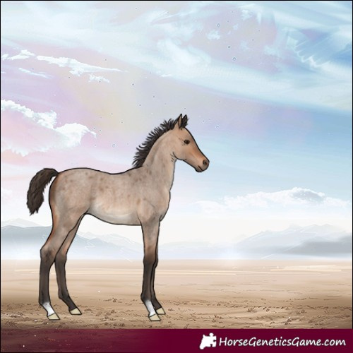 Horse Color:Bay Roan Dun 