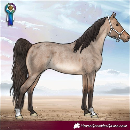 Horse Color:Bay Roan Dun 