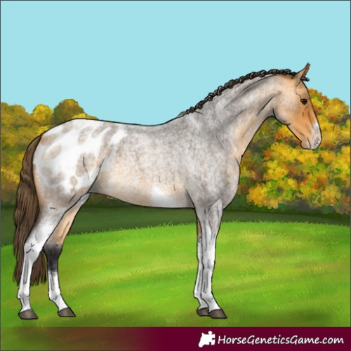 Horse Color:Buckskin Roan Tobiano Frame Appaloosa Rabicano