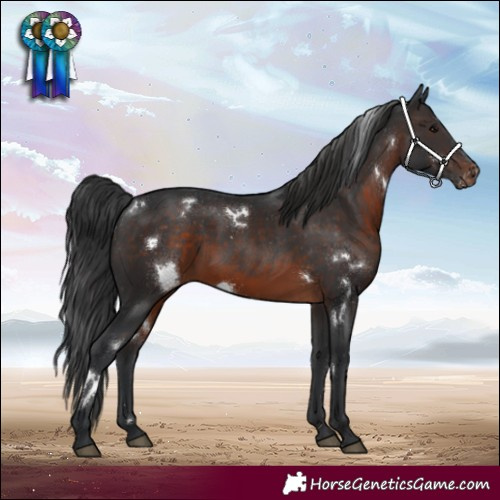 Horse Color:White Spotted Brown Varnish