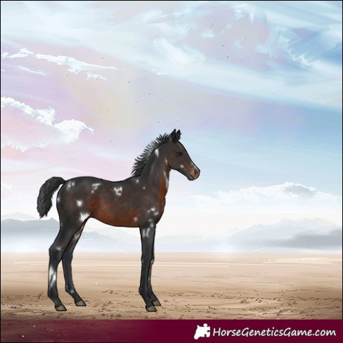 Horse Color:White Spotted Brown Appaloosa 