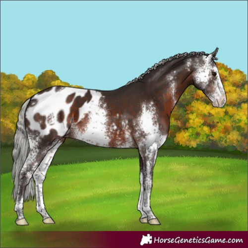 Horse Color:Silver Brown Sabino Appaloosa