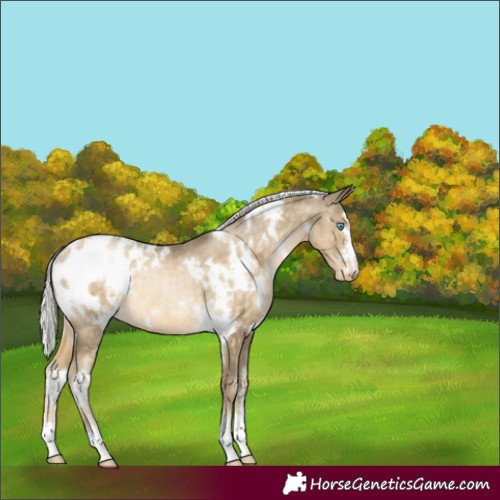 Horse Color:White Spotted Silver Buckskin Pearl Appaloosa Rabicano 