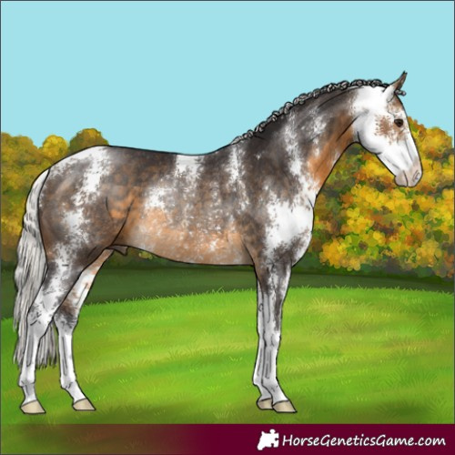 Horse Color:Silver Buckskin Sabino Rabicano 