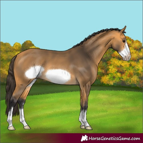 Horse Color:Buckskin Frame 