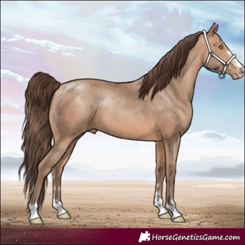 Horse Color:Amber Champagne Appaloosa
