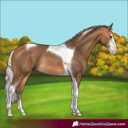Horse Color:Silver Buckskin Sabino Tobiano Rabicano