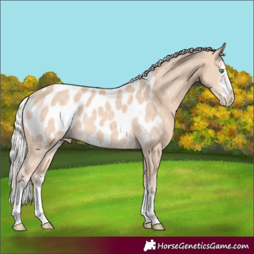 Horse Color:Silver Perlino Appaloosa