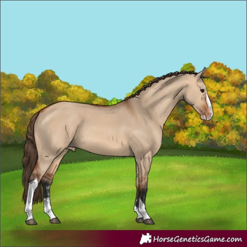 Horse Color:Bay Dun Sabino Splash Tobiano Appaloosa 