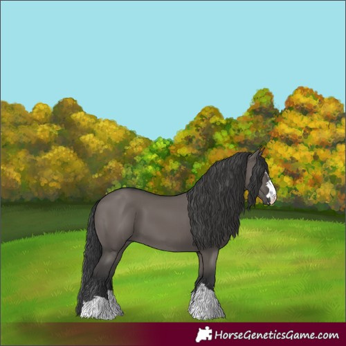 Horse Color:Grullo