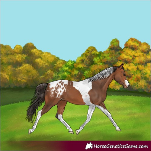 Horse Color:Bay Tobiano Appaloosa
