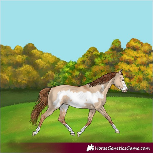 Horse Color:Red Dun Frame Rabicano