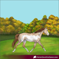 Horse Color:Red Dun Frame Rabicano 
