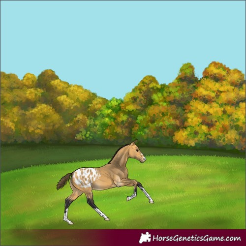 Horse Color:Buckskin Appaloosa 
