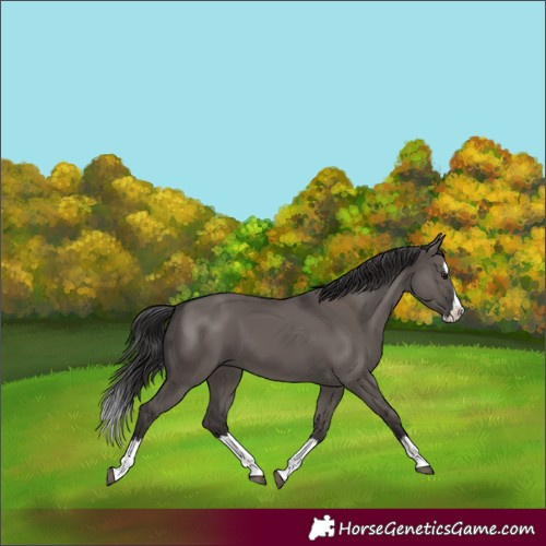 Horse Color:Smoky Grullo Splash