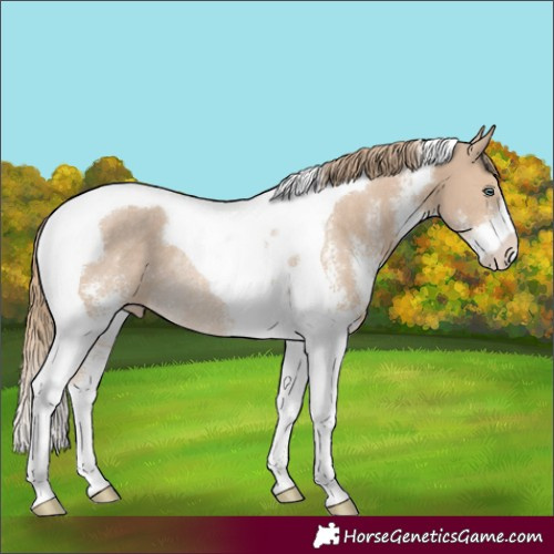 Horse Color:Smoky Creme Sabino Tobiano Rabicano 