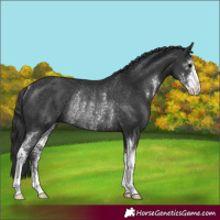 Horse Color:Black Sabino Rabicano