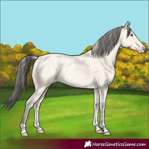 Horse Color:Powder White Amber Cream Champagne Rabicano 
