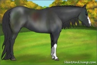 Horse Color:Black 