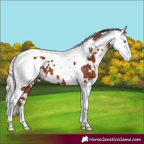 Horse Color:White Spotted Chestnut Tobiano Varnish