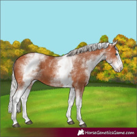 Horse Color:White Spotted Silver Bay Splash