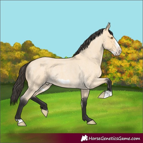 Horse Color:Buckskin Roan Frame Rabicano