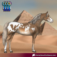 Horse Color:Chocolate Palomino Sabino Appaloosa