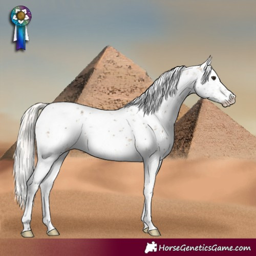 Horse Color:White Spotted Silver Buckskin Sabino Appaloosa 